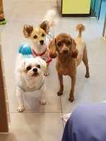 강아지 삼남매