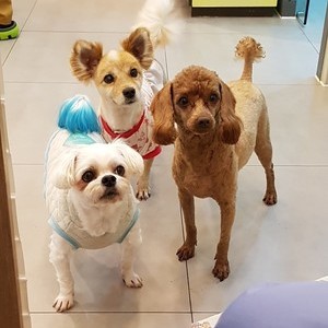 강아지 삼남매