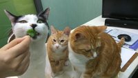 고양이 삼형제
