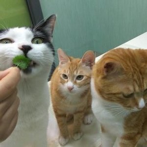 고양이 삼형제