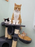 고양이 삼형제