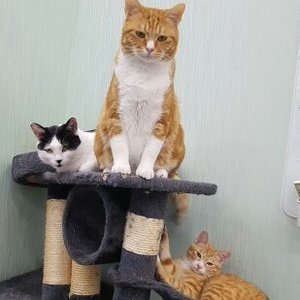 고양이 삼형제